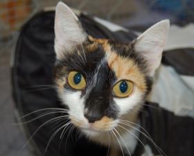 Mirna